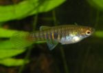 Samica<br><i>Neoheterandria elegans</i>